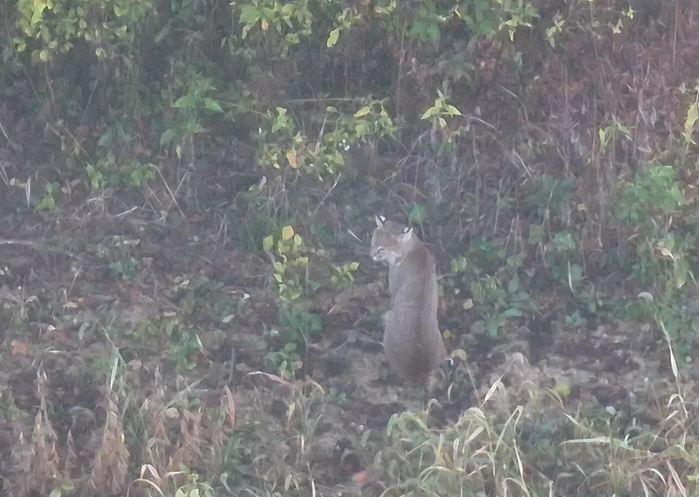 Bobcat sitting in a grassy area.
